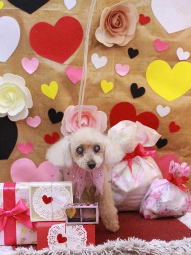 20230211桃果ちゃん